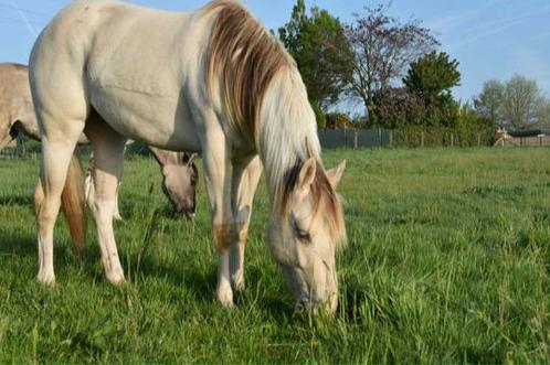 Classic champagne dun tobiano 2y, Dieren en Toebehoren, Pony's, Merrie, Niet van toepassing, E pony (1.48m - 1.57m), Recreatiepony