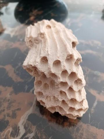 Corail fossilise, Collections, Enlèvement ou Envoi, Fossile