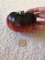 tomate Dark Galaxy - 5 graines, Printemps, Rhizome, Envoi