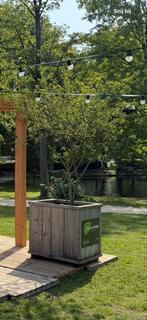 4x plantenbakken met meerstammige Amelanchiers, Enlèvement