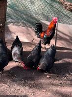 Broedeieren Marans. Koper-zwart, Kip, Geslacht onbekend