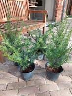 Haagplanten, Jardin & Terrasse, Plantes | Arbustes & Haies, Enlèvement, Taxus, Haie, Moins de 100 cm