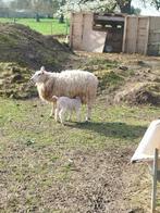 Moutons avec Petit mal, Animaux & Accessoires, Animaux Autre