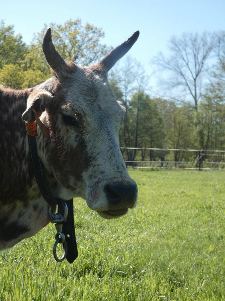 Mini-zeboekoppel (drachtige vaars + stier) - zebu - zeboe, Animaux & Accessoires, Animaux Autre, Plusieurs animaux, Juillet