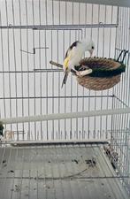 Je cherche un couple de chardonneret de mutation