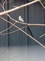 Afrikaanse prachtvinken, Dieren en Toebehoren, Tropenvogel