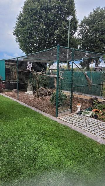 Kookaburra's + volière  beschikbaar voor biedingen