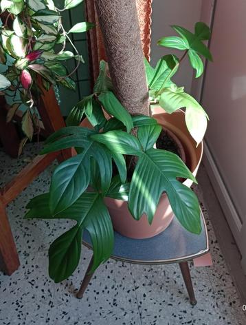 PHILODENDRON FLORIDA GEEST beschikbaar voor biedingen