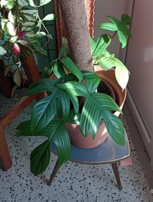 PHILODENDRON FLORIDA GEEST, Huis en Inrichting, Kamerplanten, Overige soorten, Minder dan 100 cm, Groene kamerplant, Halfschaduw