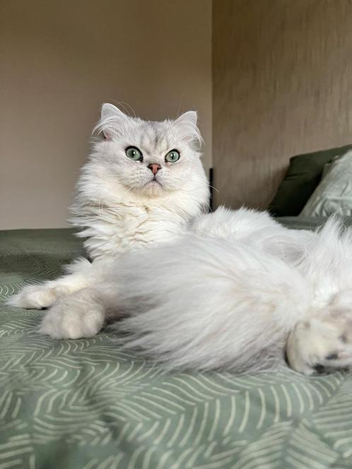 Dekkater Zeus beschikbaar, Dieren en Toebehoren, Katten en Kittens | Dekkaters, 0 tot 2 jaar