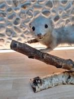 Taxidermie Hermelijn opgezet dier, Ophalen