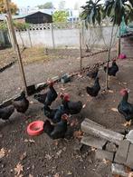 Hollandse Barnevelder totaal uitverkoop wegens verhuizing, Dieren en Toebehoren, Kip
