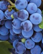 Isabella - Oude druivenras/Isabelle -Vigne de variété ancien, Tuin en Terras, Planten | Fruitbomen, Lente, Halfschaduw, Minder dan 100 cm