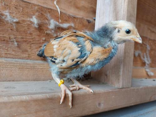 Raszuivere kuikens, Dieren en Toebehoren, Pluimvee, Kip, Geslacht onbekend
