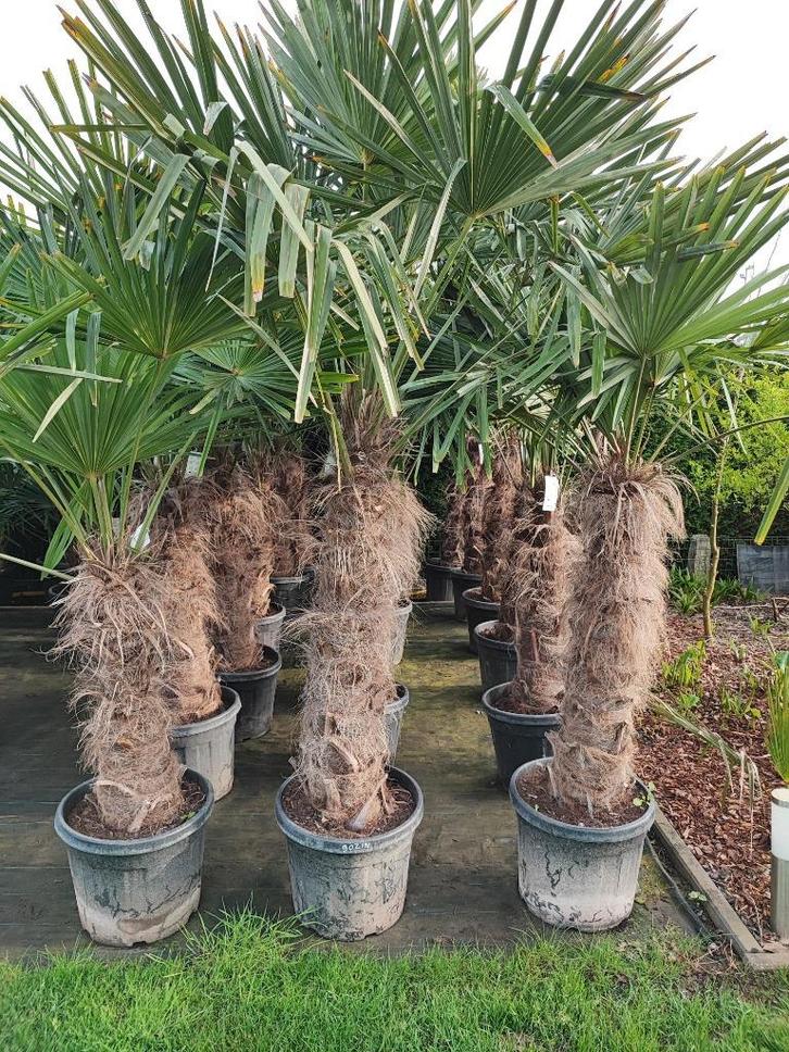 Trachycarpus fortunei, Tuin en Terras, Planten | Bomen, Palmboom, 100 tot 250 cm, Volle zon, Lente, In pot, Ophalen