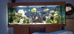 Juwel Rio 450l LED aquarium, Dieren en Toebehoren, Vissen | Aquaria en Toebehoren, Ophalen, Gebruikt, Gevuld zoetwateraquarium