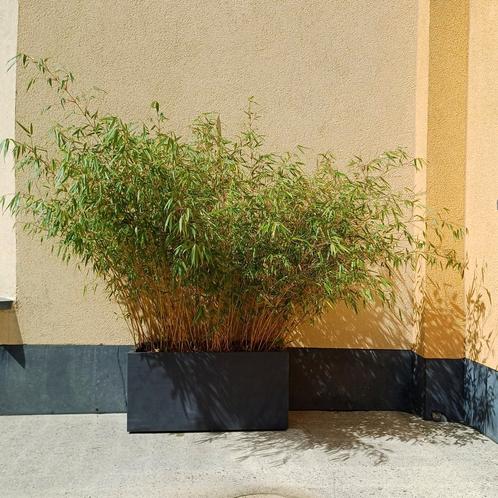 Bambous / Jardinière DEROMA avec réservoir, Tuin en Terras, Planten | Struiken en Hagen, Haag, Bamboe, 100 tot 250 cm, Ophalen