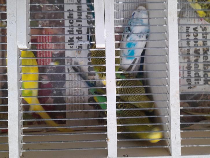 Grasparkieten 24 stuks van 2025, Dieren en Toebehoren, Vogels | Parkieten en Papegaaien, Parkiet, Meerdere dieren