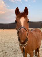 Pony, Dieren en Toebehoren, Pony's, Merrie, Niet van toepassing, 11 jaar of ouder, Recreatiepony