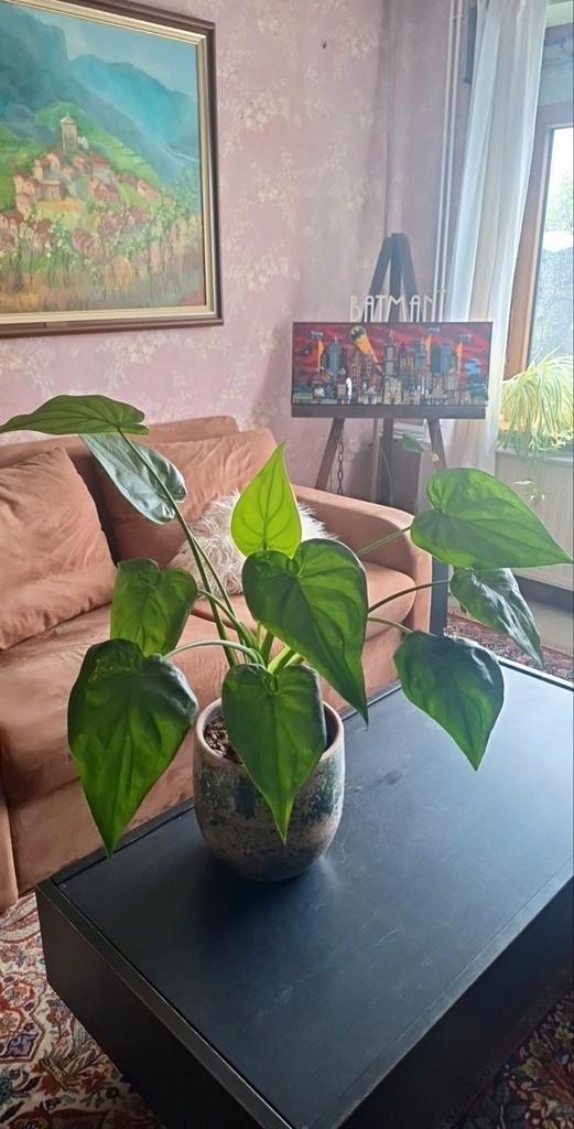 Alocasia cucullata op stam met of zonder pot, Huis en Inrichting, Kamerplanten, Overige soorten, Minder dan 100 cm, Groene kamerplant