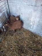 Dwerg geitjes, Dieren en Toebehoren