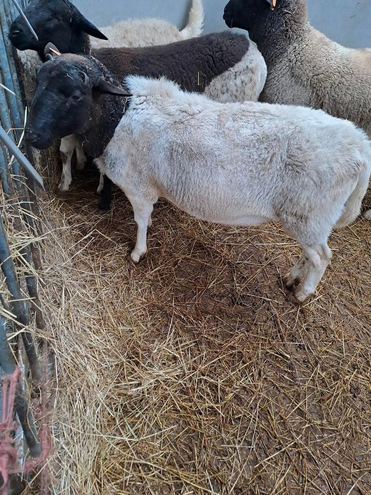 Dorper ram, Dieren en Toebehoren, Schapen, Geiten en Varkens, Schaap, Mannelijk, 0 tot 2 jaar