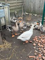 Ganzen, Dieren en Toebehoren