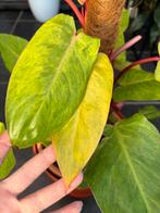 Philodendron Painted Lady, Ophalen