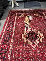 Persisch Handgeknoopt tapijt, Enlèvement, Comme neuf