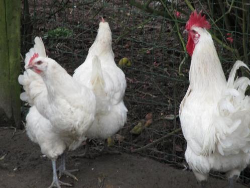 Broedeieren van  raskippen, Dieren en Toebehoren, Pluimvee