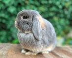 Prachtig lief Minilop KNUFFEL voedster evt. + jong rammetje, Dieren en Toebehoren, Konijnen, Vrouwelijk, Klein, Hangoor, 0 tot 2 jaar