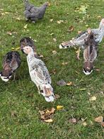KALKOENEN 1 Haan en 4 Hennen, Dieren en Toebehoren, Meerdere dieren, Kalkoen