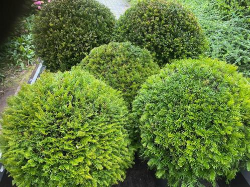 Taxus en Ilex Bollen, Tuin en Terras, Planten | Struiken en Hagen, Struik, Taxus, Ophalen of Verzenden