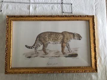 Cadre décoratif "jaguar" beschikbaar voor biedingen