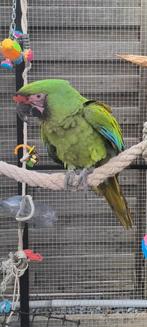 Ara militaris, soldaat ara , Ara militair pop, Dieren en Toebehoren, Geringd