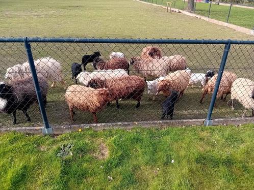 Ouessant schapen, Dieren en Toebehoren, Schapen, Geiten en Varkens