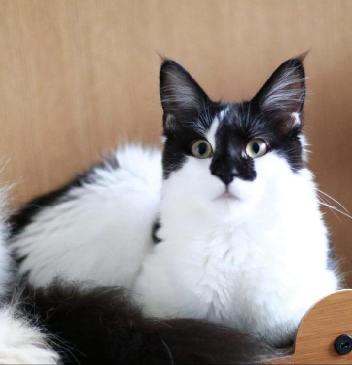 Mainecoons, Dieren en Toebehoren, Katten en Kittens | Raskatten | Langhaar, Poes, 0 tot 2 jaar, Met stamboom, Gechipt, Ontwormd
