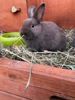 Jong dwergkonijn, Mâle, Nain, 0 à 2 ans