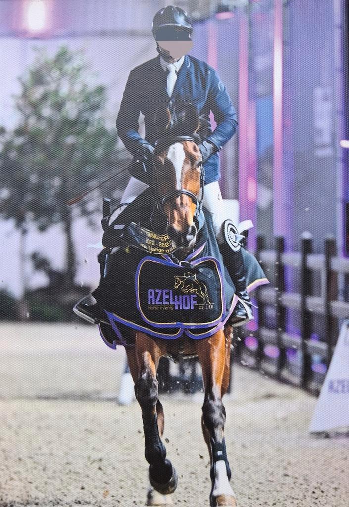 Springpaard: Merrie 2017, Dieren en Toebehoren, Paarden, Merrie, Z, Springpaard