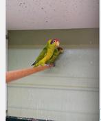 Koppel Lori Iris te koop of ruillen, Dieren en Toebehoren, Meerdere dieren, Parkiet, Geringd