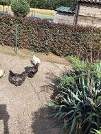 Wyandotte groothoender, Dieren en Toebehoren, Mei, Vrouwelijk