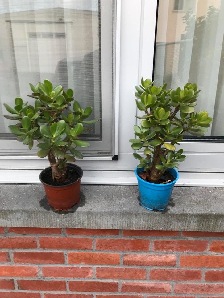 2 mooie vetplantjes, Tuin en Terras, Planten | Tuinplanten, Zomer, Ophalen