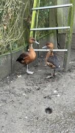 Gele boomeenden koppel, Dieren en Toebehoren, Pluimvee