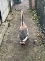 Een lieve gans te koop