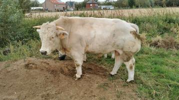 Dikbil stieren beschikbaar voor biedingen