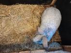 Voedster Belgisch zilver, Dieren en Toebehoren, Konijnen