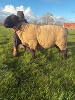 Suffolk jaarling ram te koop, Dieren en Toebehoren, Schapen, Geiten en Varkens, Mannelijk, Schaap, 0 tot 2 jaar