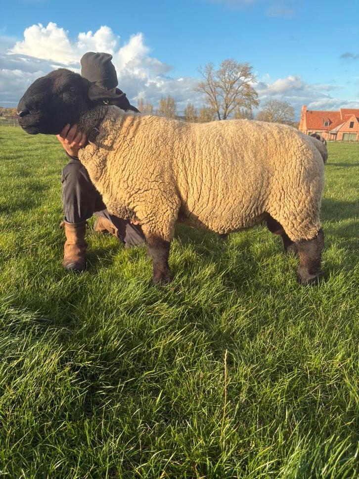 Suffolk jaarling ram te koop, Dieren en Toebehoren, Schapen, Geiten en Varkens, Schaap, Mannelijk, 0 tot 2 jaar