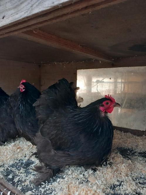 Cochinkriel kippen hennen geb. zomer 2024, Dieren en Toebehoren, Pluimvee