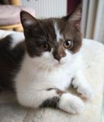 Brits korthaar kitten, Dieren en Toebehoren, Poes, Kortharig, 0 tot 2 jaar
